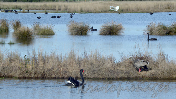 Black Swans and other birdlife on wetlands
