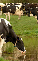 Friesian cow stops at the farm dam for a drink