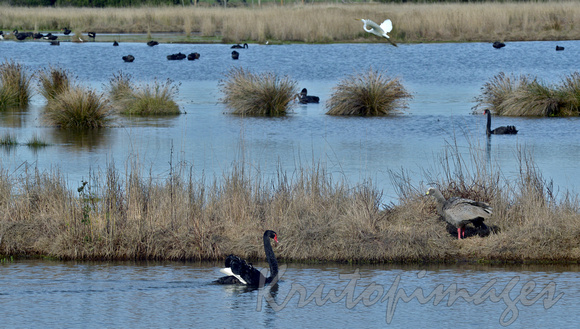 Birdlife on the wetlands in Phillip Island Vic