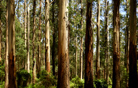 Mountain Ash dominate the bush generic landscape of the Dandenong Ranges at Sherbrooke Forest