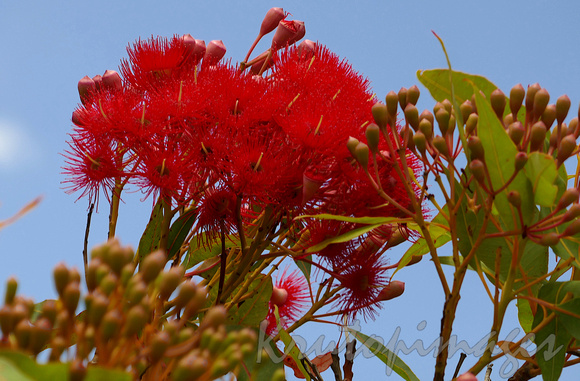 Brilliant scarlet red flowers of the native Australian Corymbia red flowering gum an ornamental eucalyptus tree.