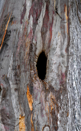 Alpine region large gum tree with hole in trunk