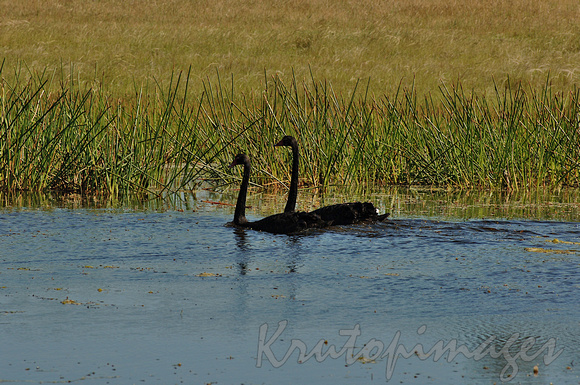 black swans cruise across ble water