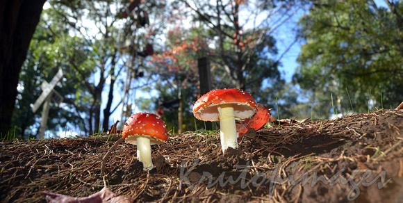mushrooms thrive in the hillside mulch