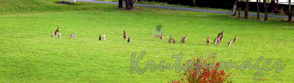 mob of kangaroos amongst vineyards ...Yarra Valley