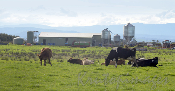 cattle grazing with dairy in background