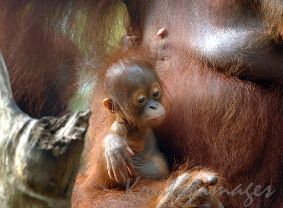 orangutan baby -bad hair day