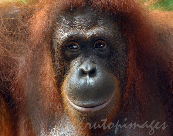 orangutan close up head shot, seems to be in deep thought