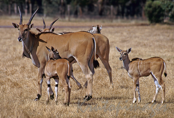 Antelope with young