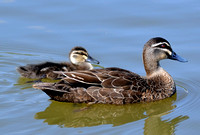 duck and duckling in local lake