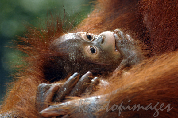 orangutan baby- lounges in mothers arms.