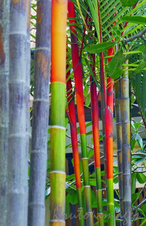 Bamboo in Thailand