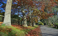Autumn- Emerald autumn street scene