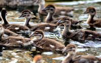 Ducklings in water