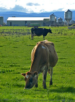 cattle grazing with dairy in background