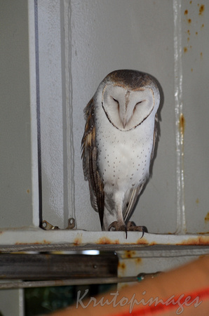 barn owl takes a rest on offshore platform
