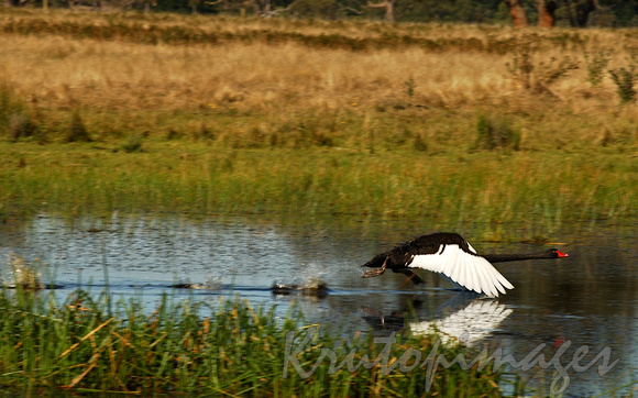 Black Swan stretches out to lift off the lakes surface