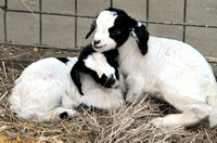 goat -babies