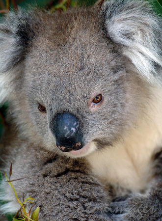 koala-Close up head shot of a koala in the bush of Victoria Australia