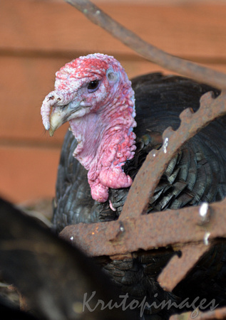 turkey detail of head on the farm.