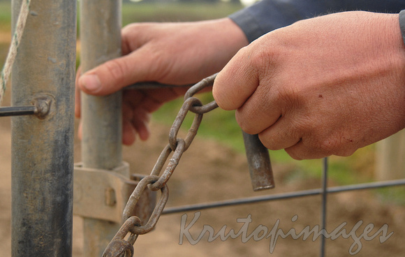 securing the farm gate after the milking cows are back in the paddock