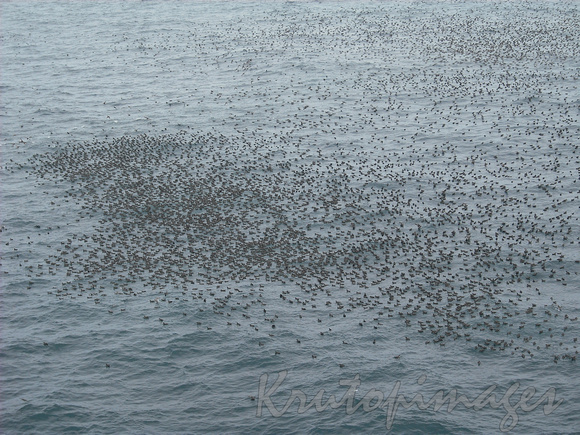 Sea birds resting during migration