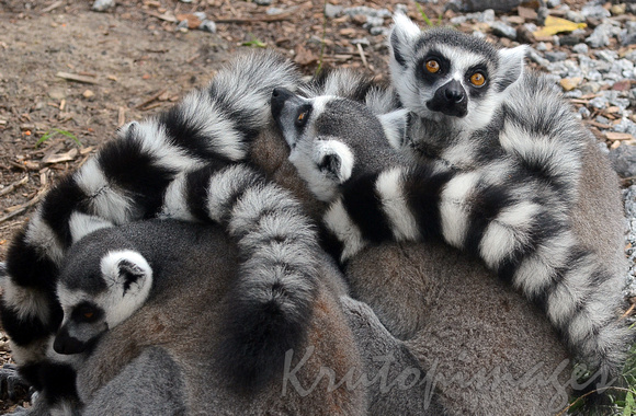 Lemur group nestled together