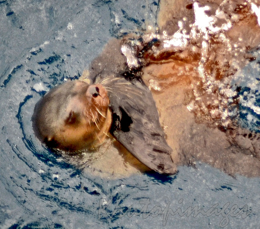 seal washing