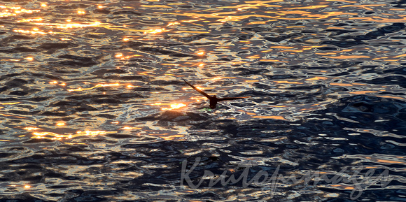 Seagull glides over sea at sunset