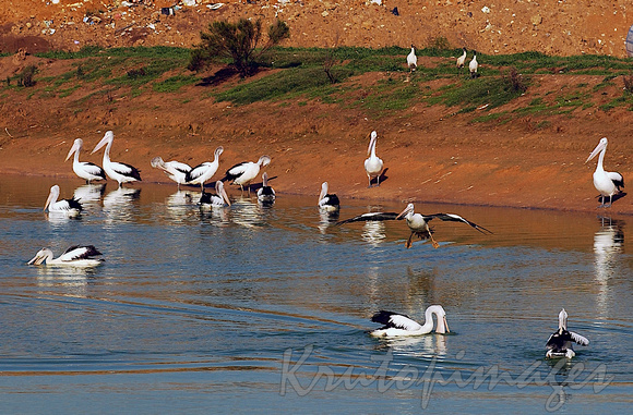 Pelicans gather in the water at the local tip ste-with landfill