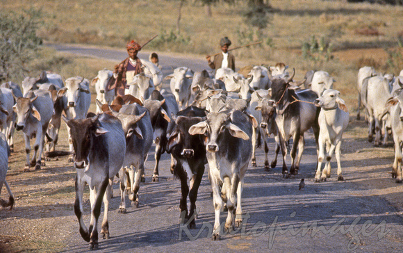 Indian farmers, Bombay herd their cattle over country roads to towns