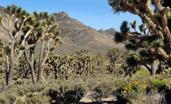 desert scene California