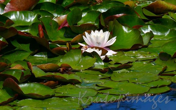 Lillies and pads in apond-Victoria
