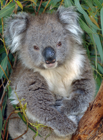 koala-mature koala nestled into the fork of a gumtree-Victoria, Australia