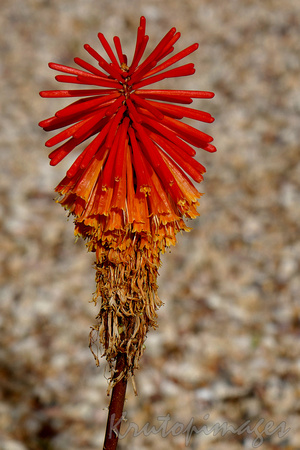 the Red hot poker, tritomea or botanically- knphofia uvaria can grow to 1.5 metres high