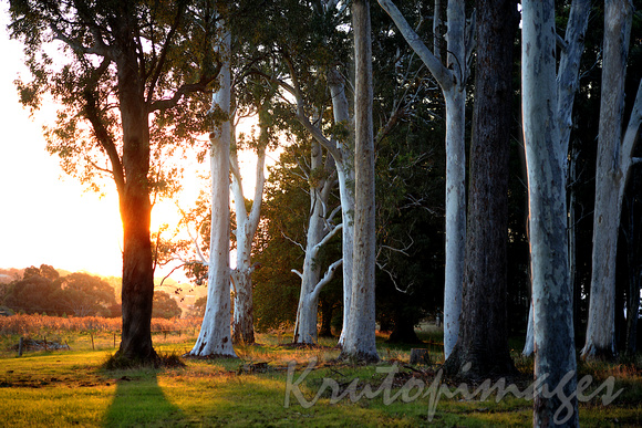 sunsets behind gumtrees next to a vineyard in Beechworth Victoria
