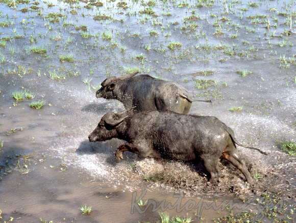 Water Buffalo herded from the wetlands in the Northern Territory- damaging fresh and saltwater eco systems and
