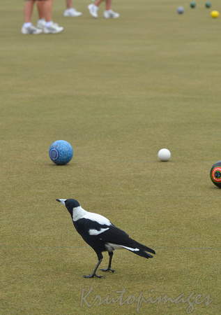 inquisitive magpie on the bowls green during a tournament.