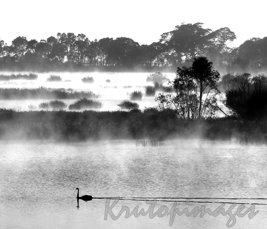 Wetlands early morning-Nature in black and white.