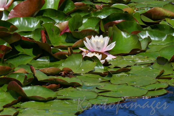 Lilly flower stands alone in a pond of Lily pads