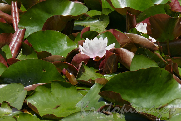 Lilly flower stands alone in a pond of Lily pads-2