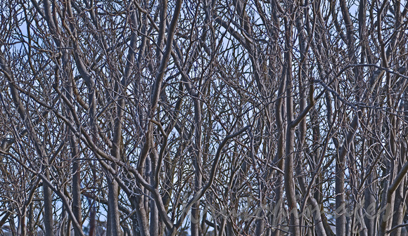 tree branches in winter bare of leafs -with pale blue sky