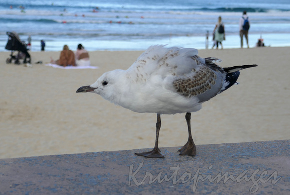 In Surfers -one of Melbournes Angry seagulls