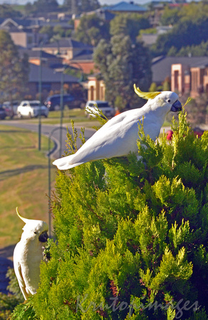 Sulphur Crested cockatoos in suburbia