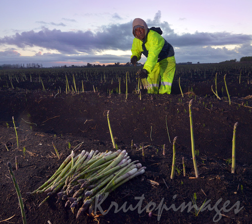 asparagus harvesting-early morning in Victoria Australia