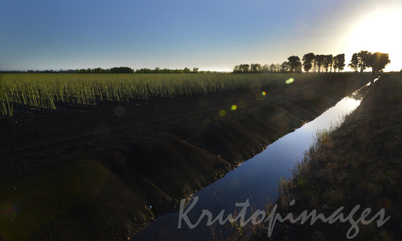 Asparagus growing, a canal supplies the necessary irrigation to the crops.
