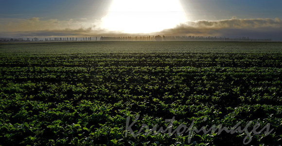 crops early morning Sth East Melbourne