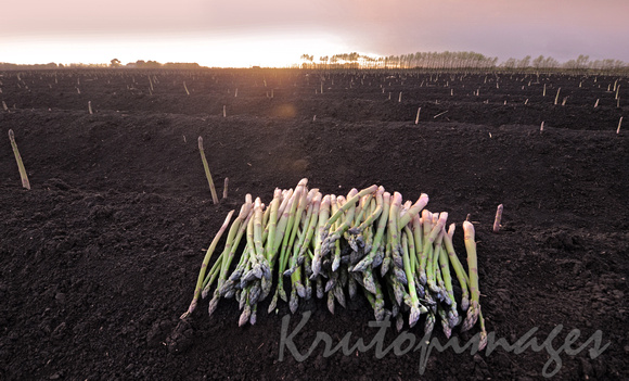 Asparagus harvesting awaiting packing