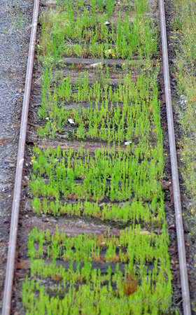 rail tracks allowed to overgrow with grasses