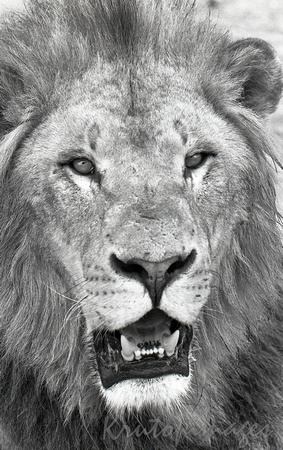 male lion-portrait of a lion-black and white.